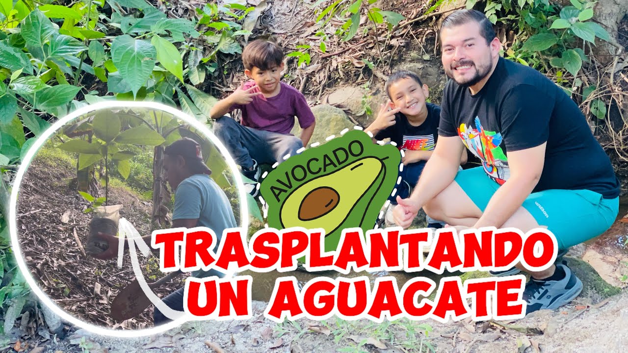 TRASPLANTANDO UN AGUACATE 🥑 