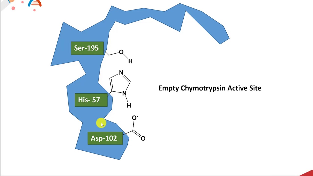 CH450 Chapter 7.2 and 7.3 Catalytic Mechanisms of Enzymes: Chymotrypsin