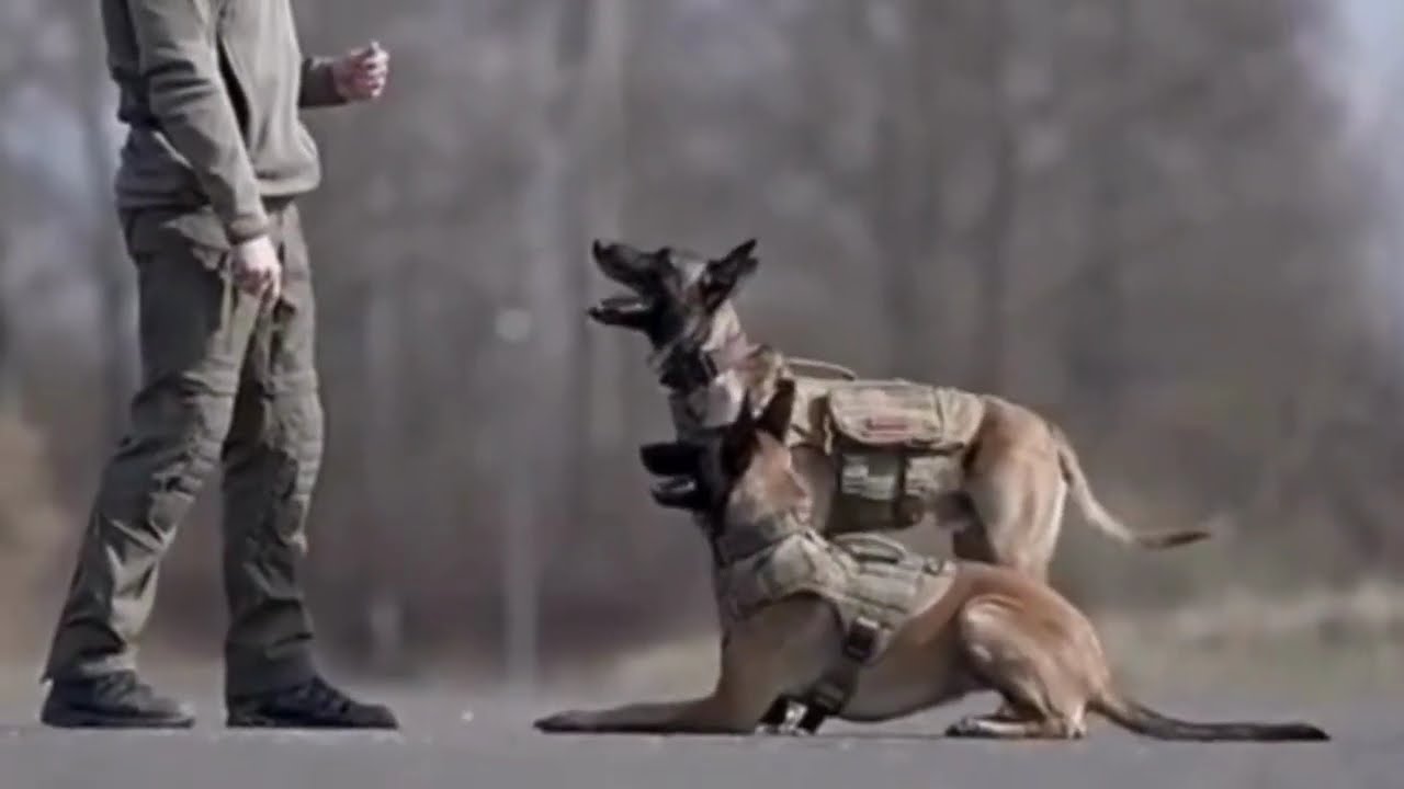 The Sound of Silence - Simon & Garfunkel - Police dog