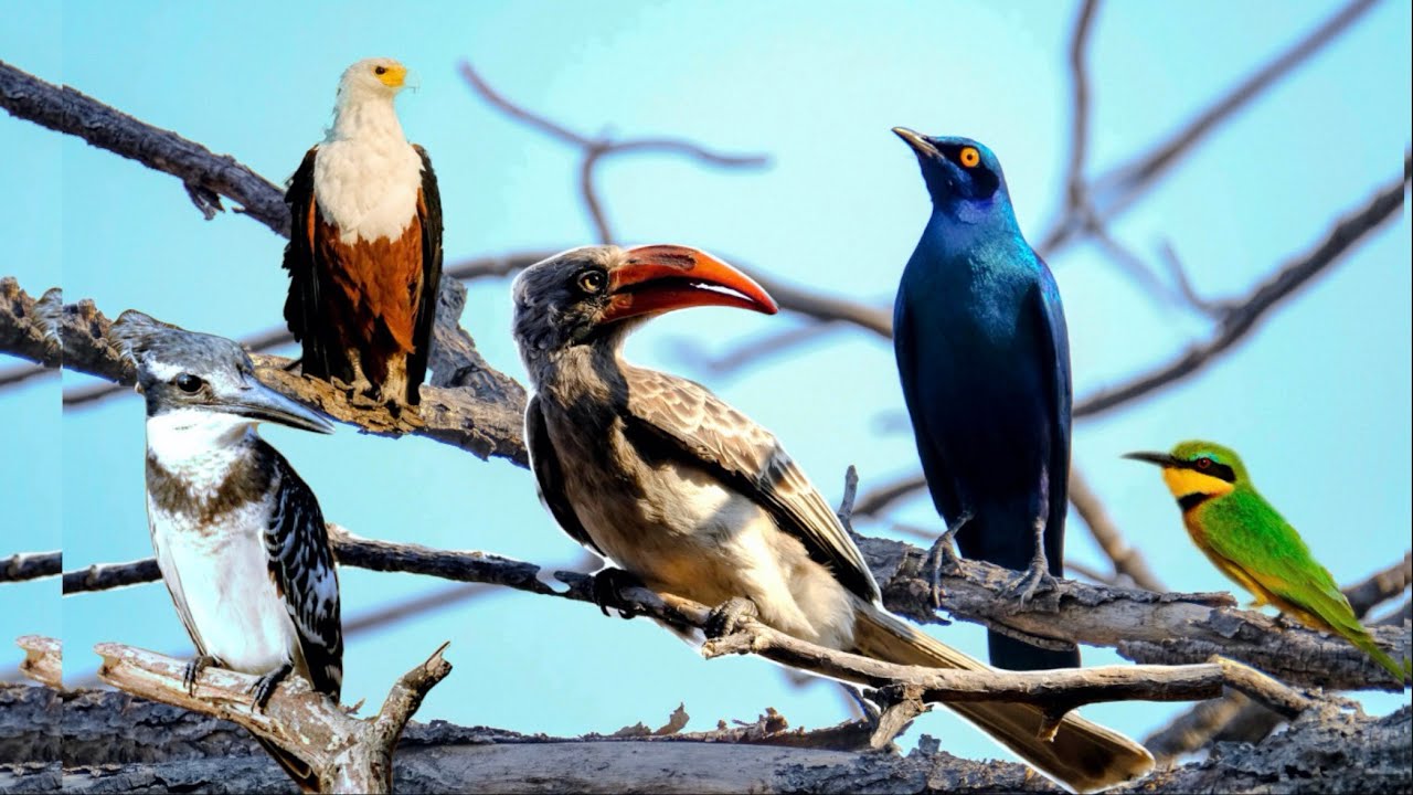 Amazing Birds in Botswana Africa