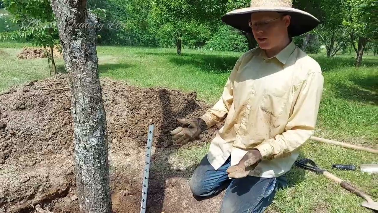 Root Structure of a Fruit Tree Planted the Ellen White Way