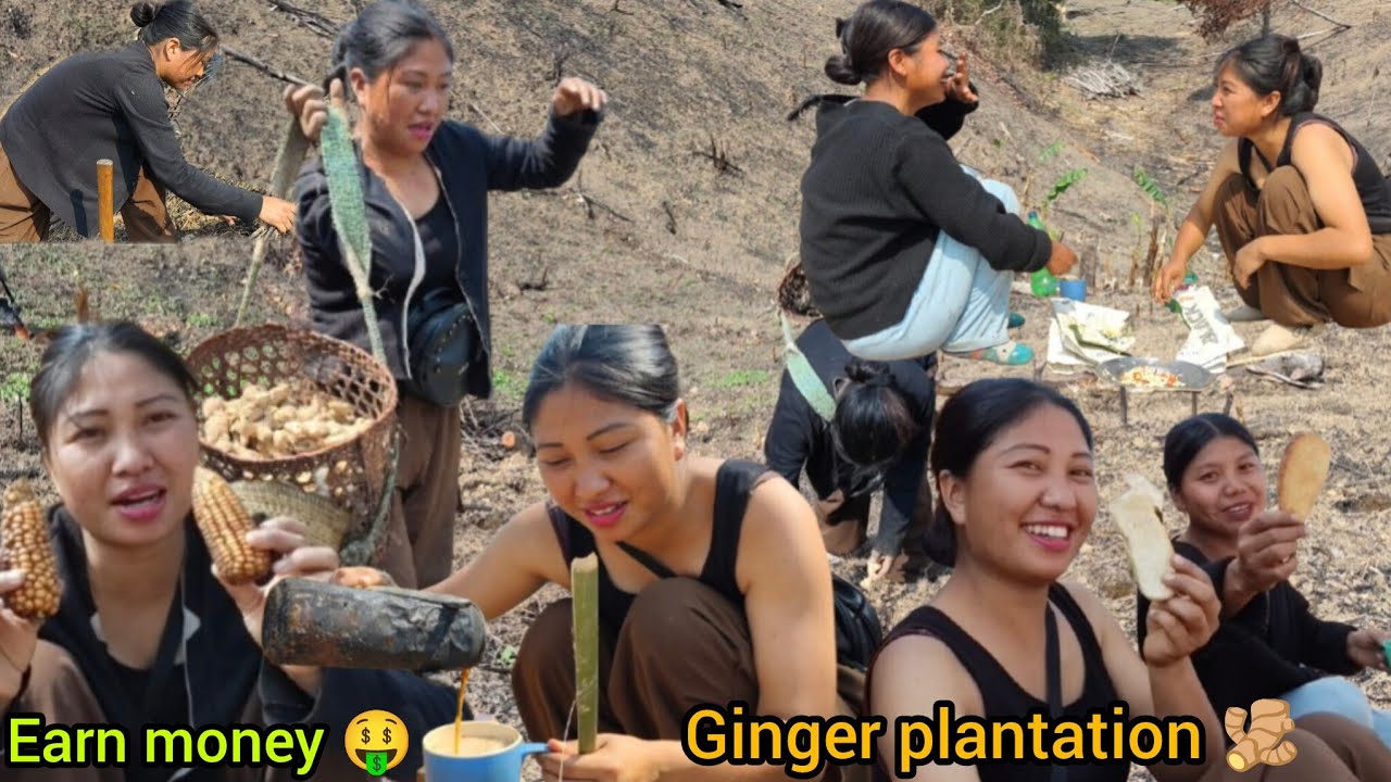 Daily vlog || I planted many rows of ginger across my fields.