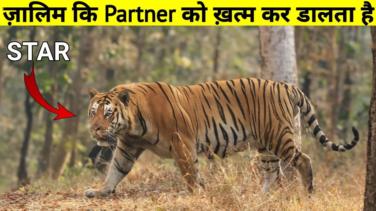 STAR ख़त्म कर डालता है ज़ालिम कि Partner को || The True Story Of STAR Tiger ||