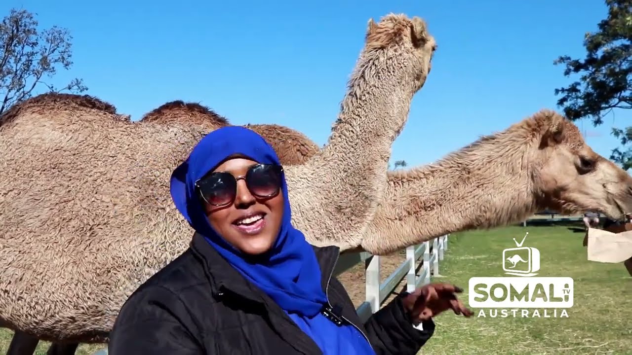 Geela Australia iyo Somalida