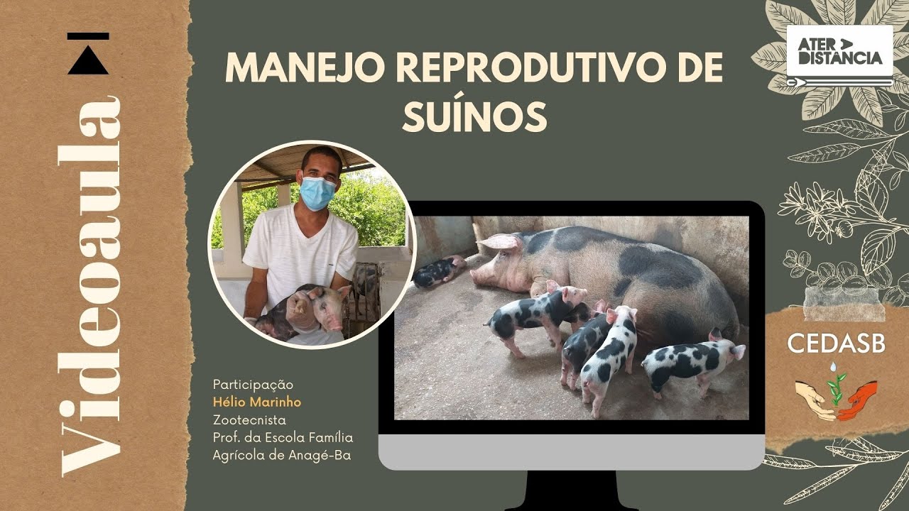 Manejo Reprodutivo de Suínos - videoaula [ATER a Distância]