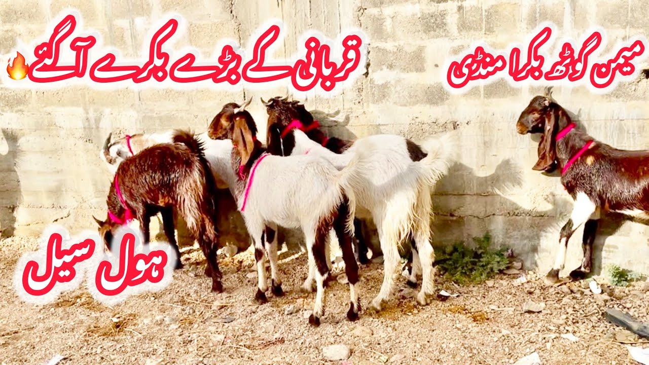 Malir Memon Goth Bakra Mandi 🚨 Жертвоприношение козла завершено🔥 @TS_KNOWLEDGE_TV