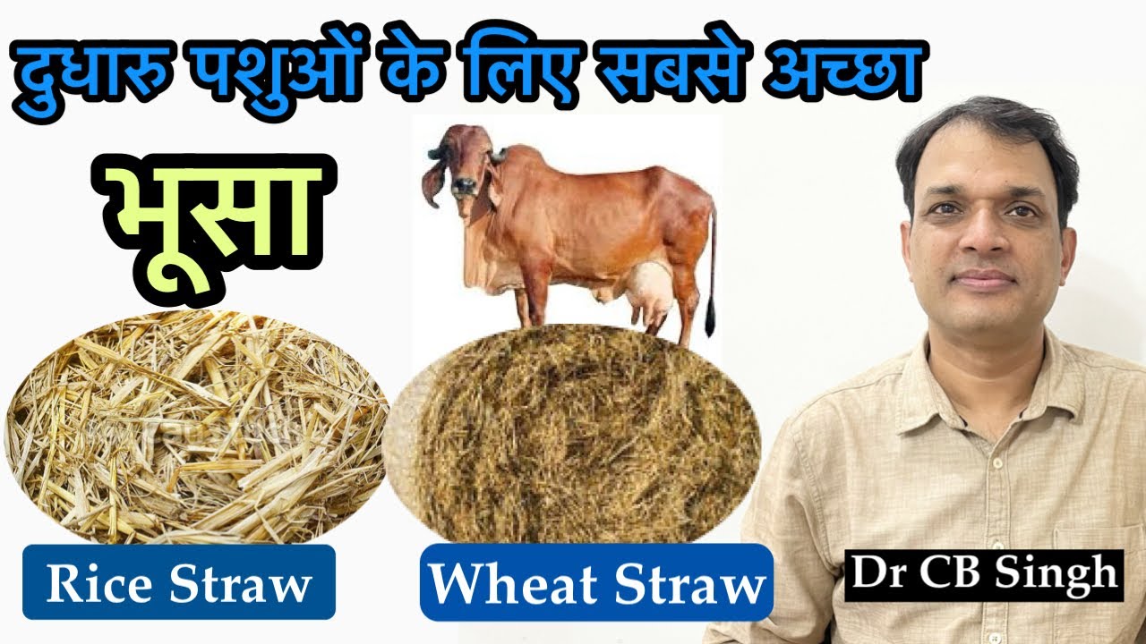 दुधारु पशुओं के लिए कौन सा भूसा अच्छा है ? | Dairy Ustaad | Dr CB Singh