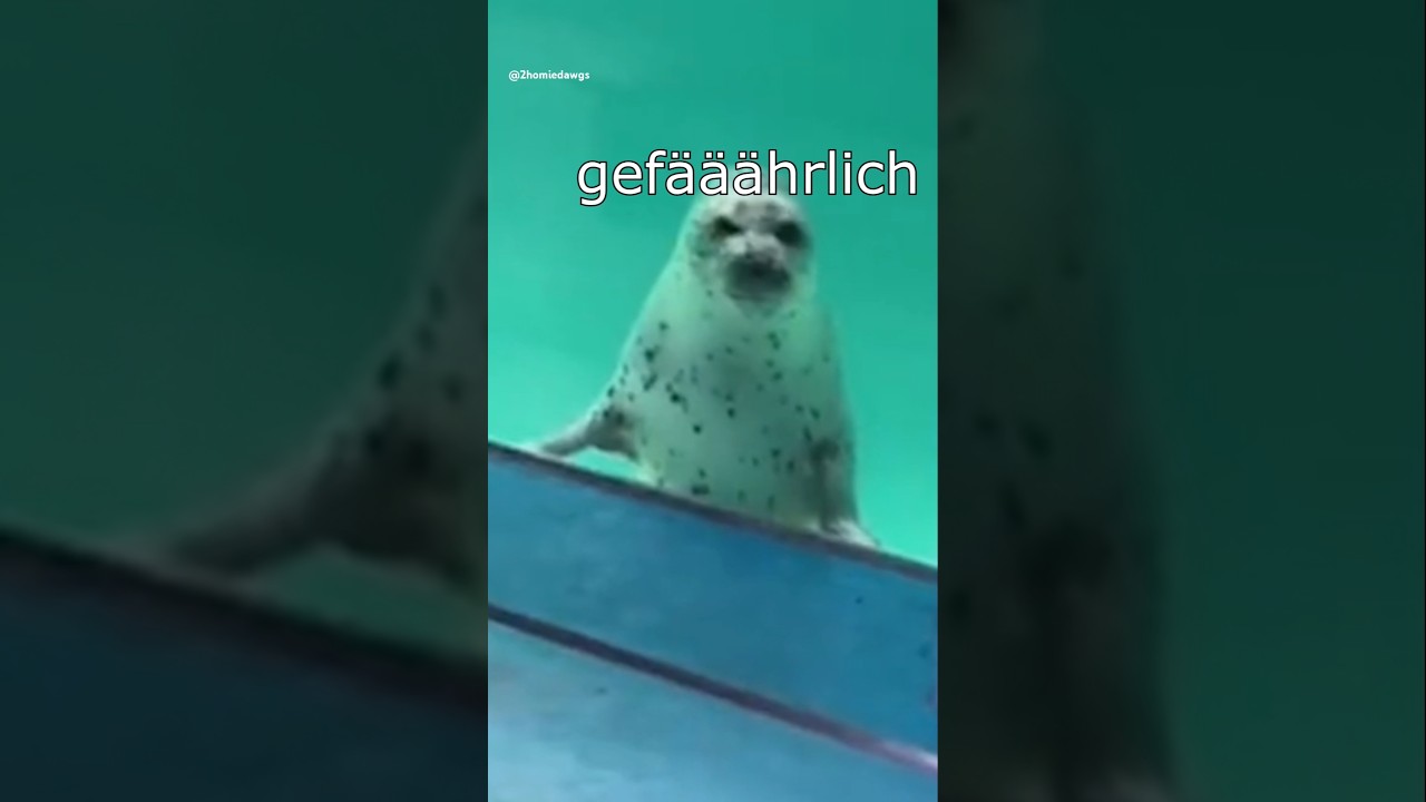 Die Dawgs sind gef&auml;hrlich #lustig #witzig #funny #tiere #animals #meme #lachen #happy #2homiedawgs