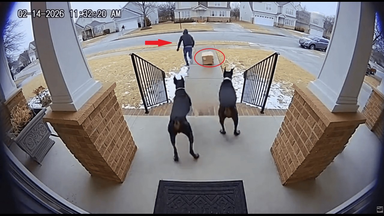 Package Thief Gets Instant Karma 💥📦😂