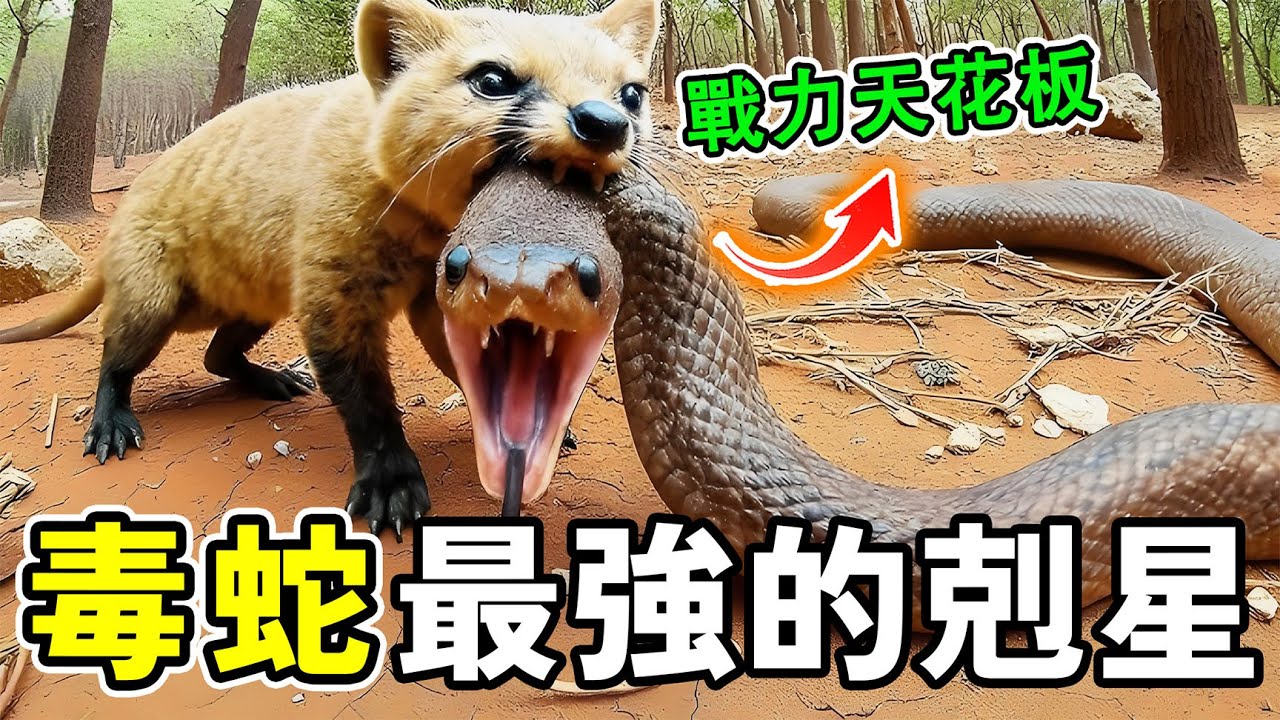 被譽為毒蛇剋星的十個高智商動物，眼鏡王蛇被當成辣條吃，第一名無所不吃，堪稱戰力天花板。
