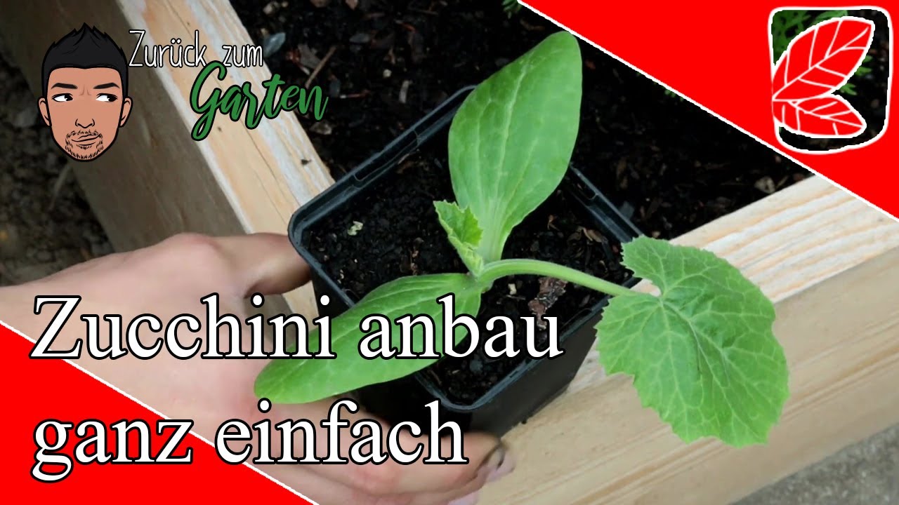 Alles über den Zucchini anbau (Anzucht, Ernte, Fehler)