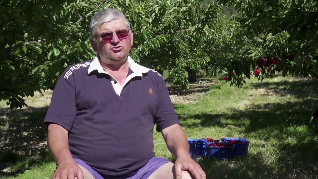 Les vergers de l'Aveyron: Gestion de l’enherbement de l’inter-rang dans un verger diversifié