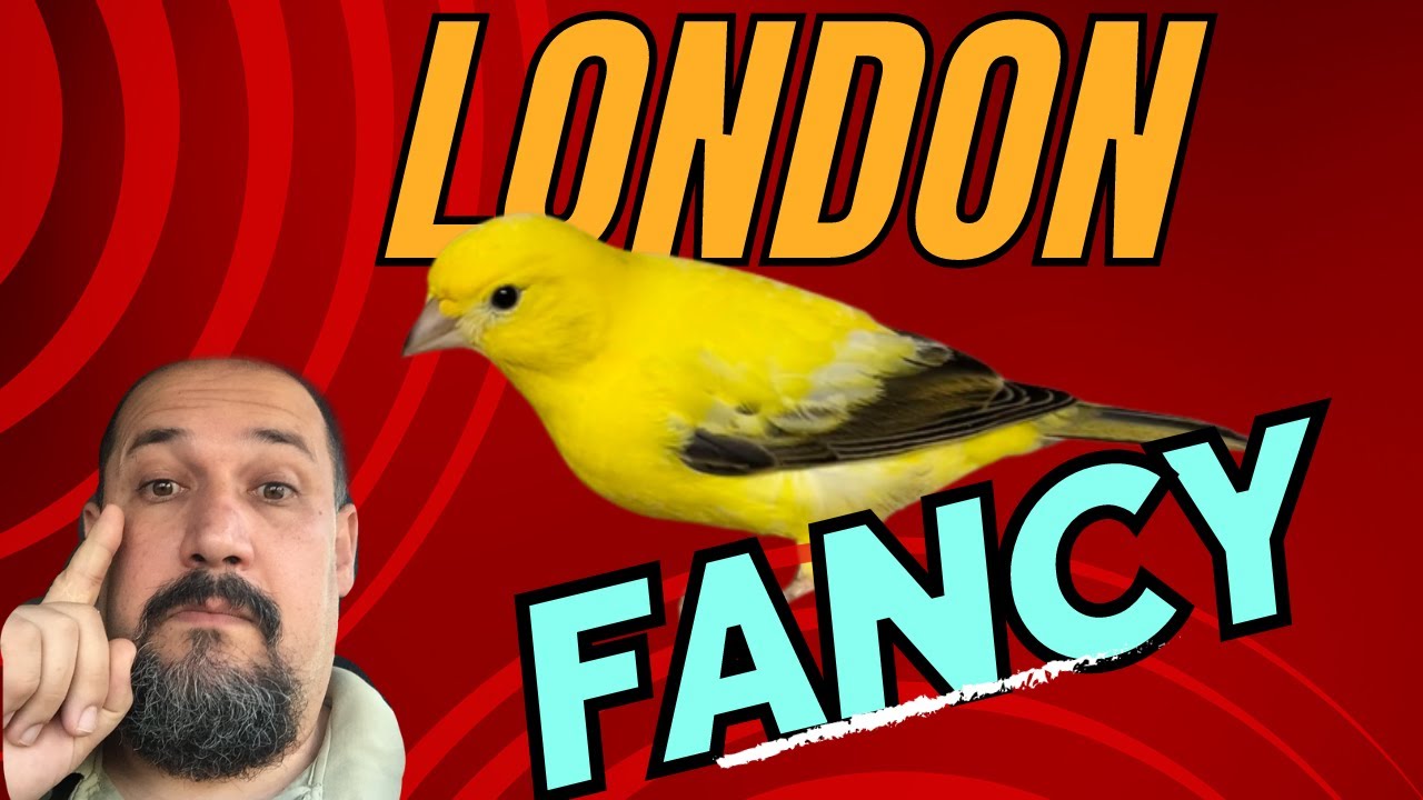 LONDON FANCY – CANÁRIOS DE PORTE DE “A a Z”