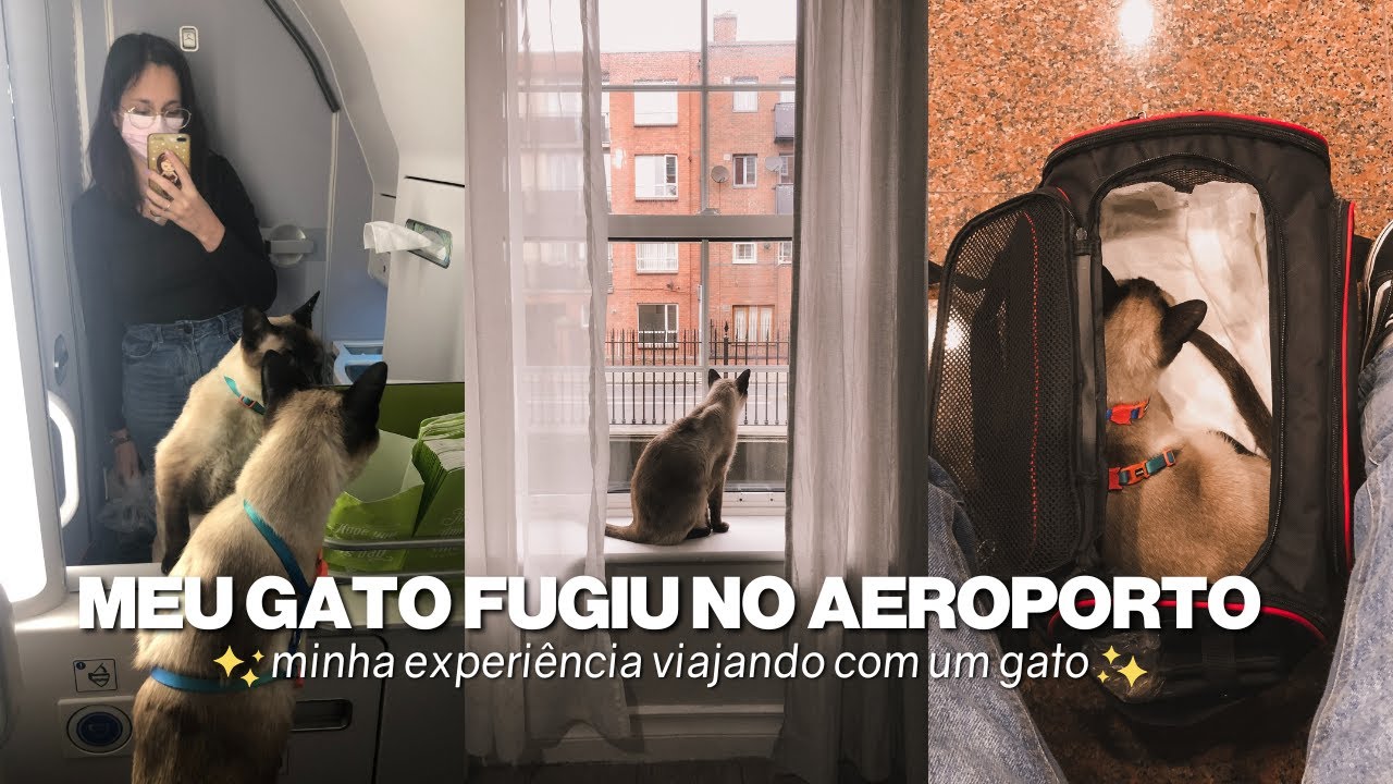 Como foi viajar com meu gato para a Irlanda