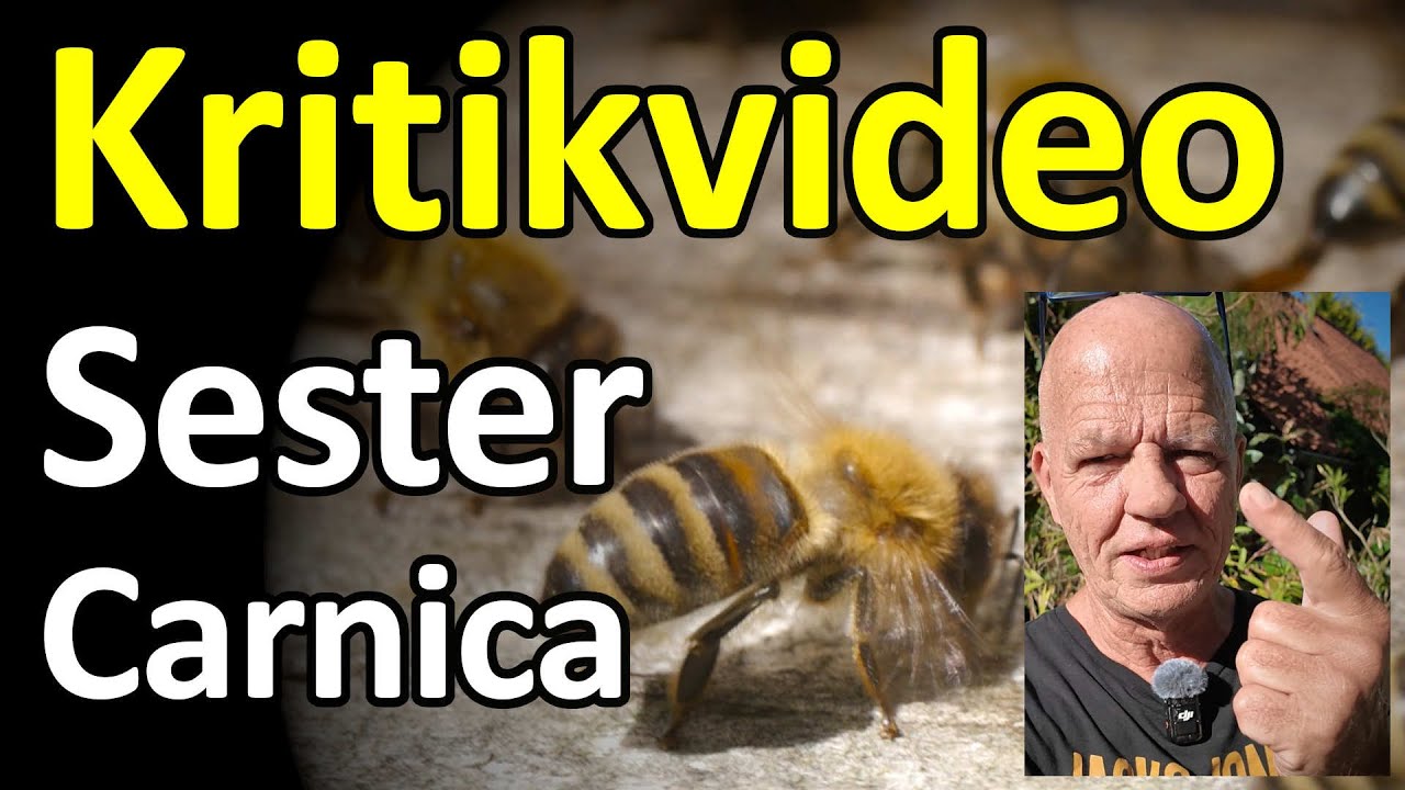 Kritikvideo Ralf Sester Montagsimker: Ist Carnica eine schlechte Nazi-Biene? Carnica vs. Buckfast?
