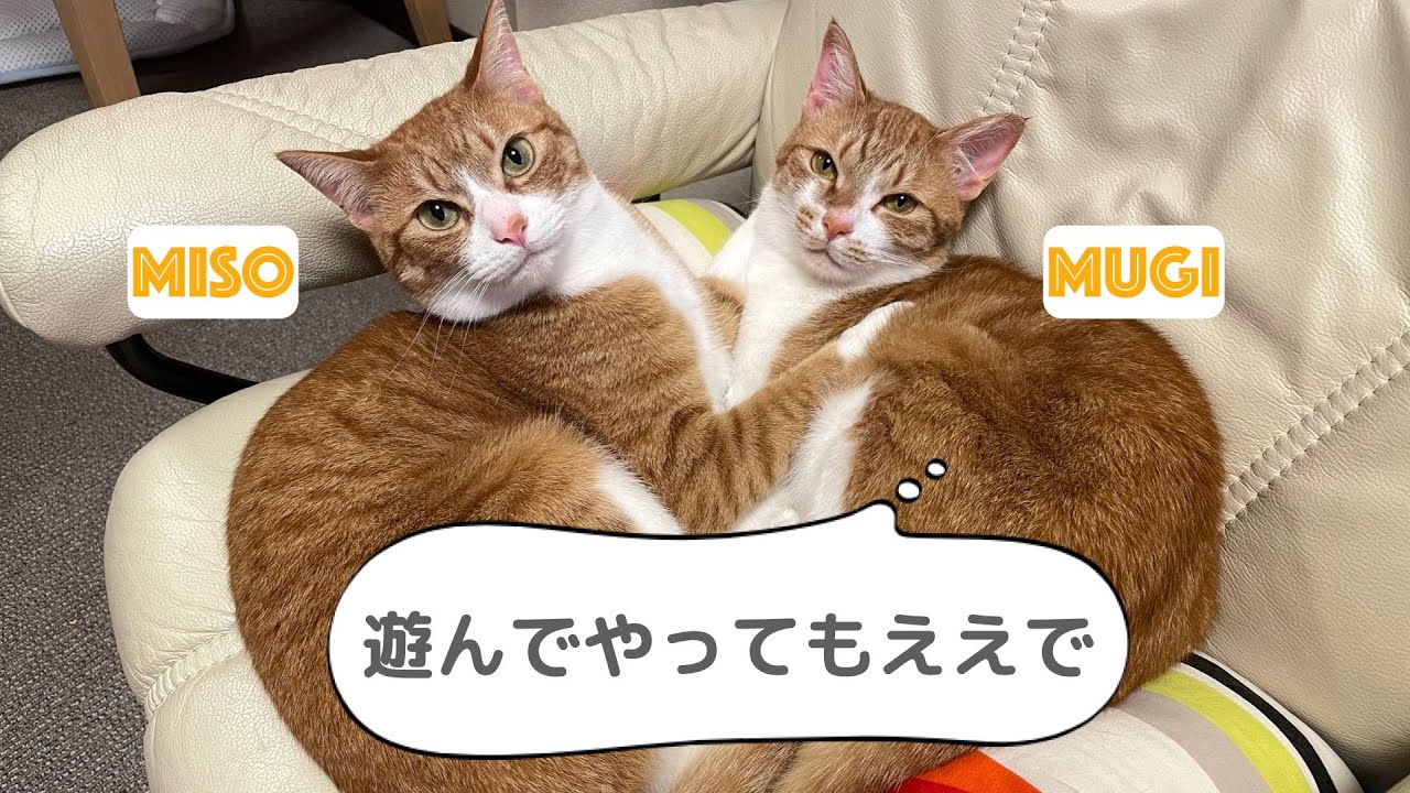 毛玉ボールで大興奮！【保護猫姉妹】