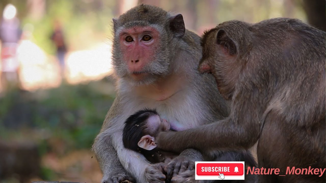 The monkey feeds the baby and hugs the baby warmly