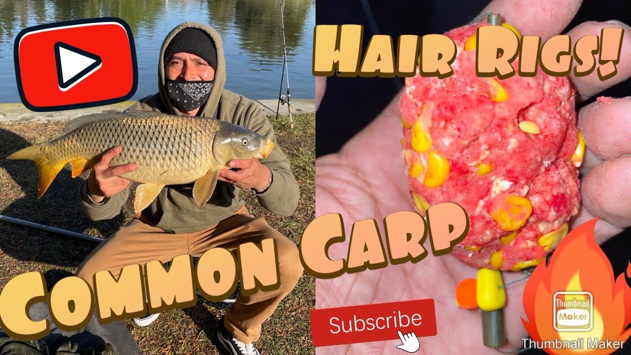 La Mirada Regional Park - 21bs of Common Carp in 4 hours. Catch & Release!!