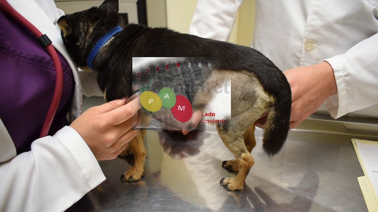 Examen físico general en perros y gatos