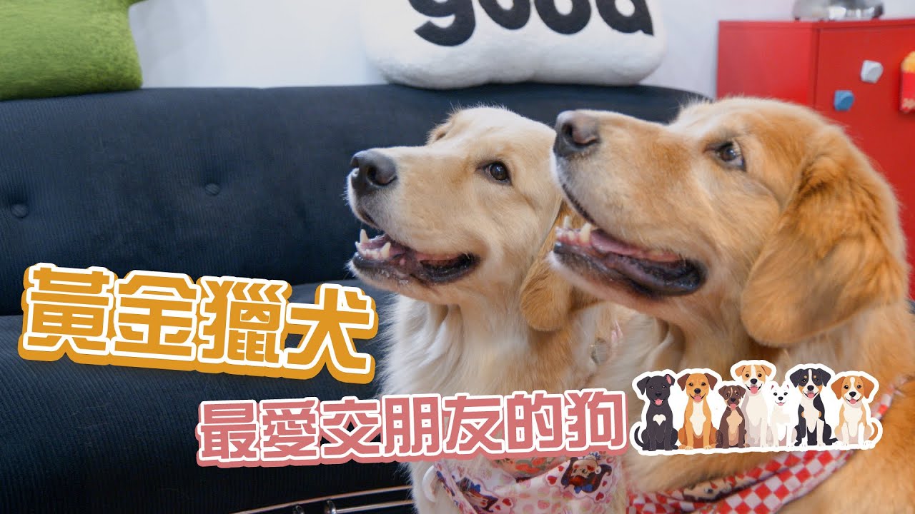 黃金獵犬｜一個眼神就能情勒！養過回不去！@Morning_hello