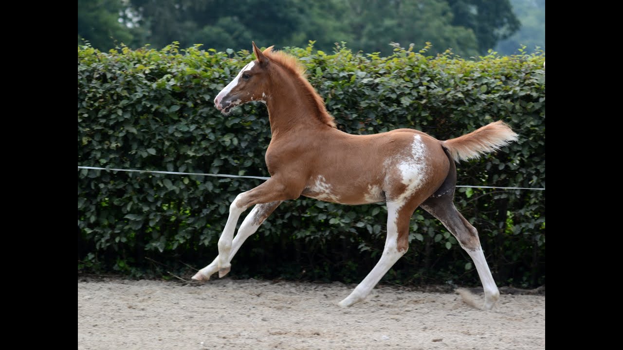 Eddington (Emerald van't Ruytershof x Quasimodo van de Molendreef x Grosso Z)