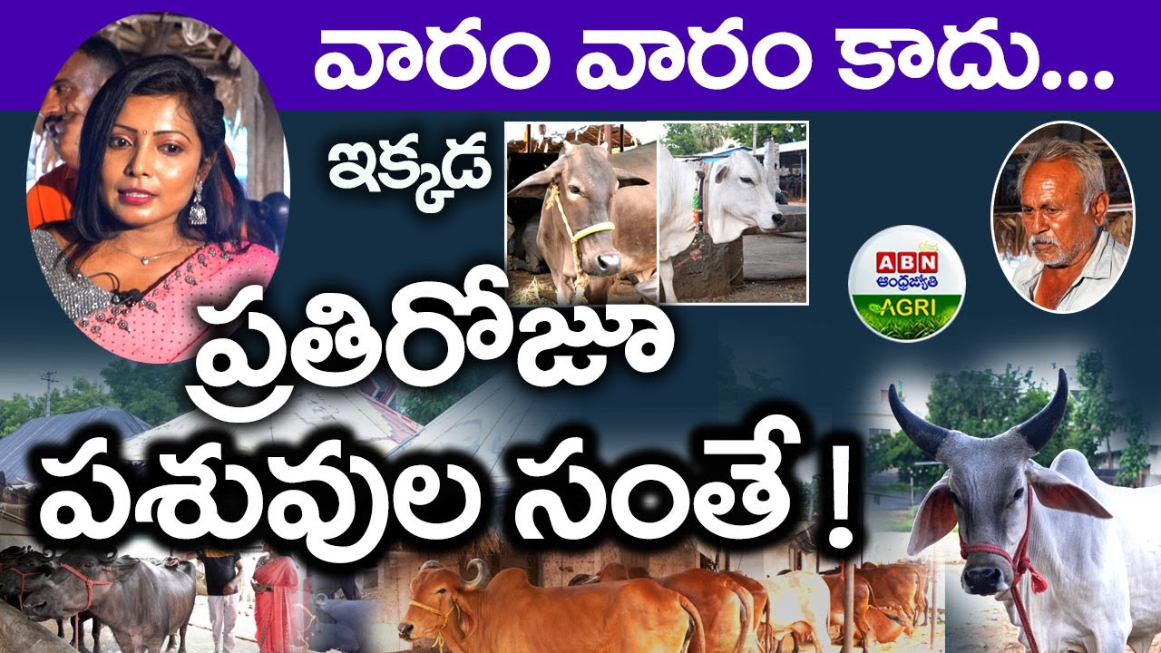 అరుదైన ఆవులన్నిటినీ ఇక్కడే చూడచ్చు | 365 Days Chintalakunta Cattle Market  - ABN Agri