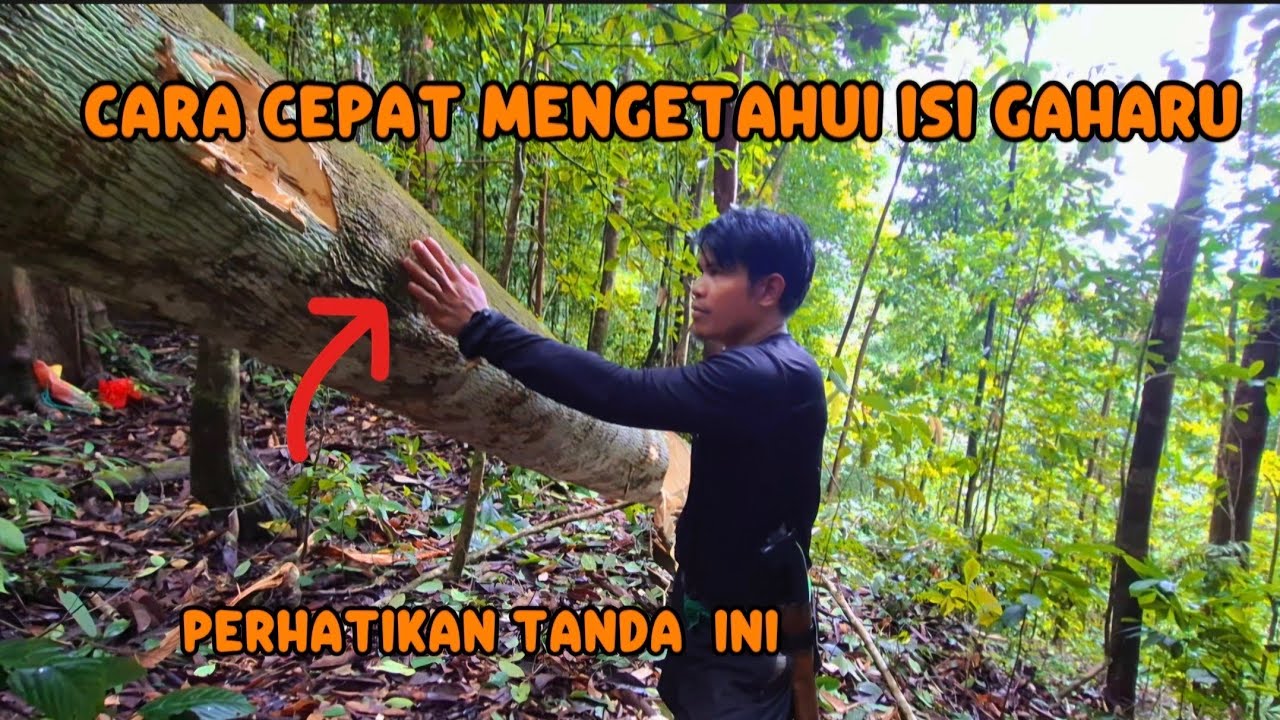 CARA CEPAT MENGETAHUI ISI GHARU SUPER 75 hari di dalam hutan PART#6 #kayugaharu 