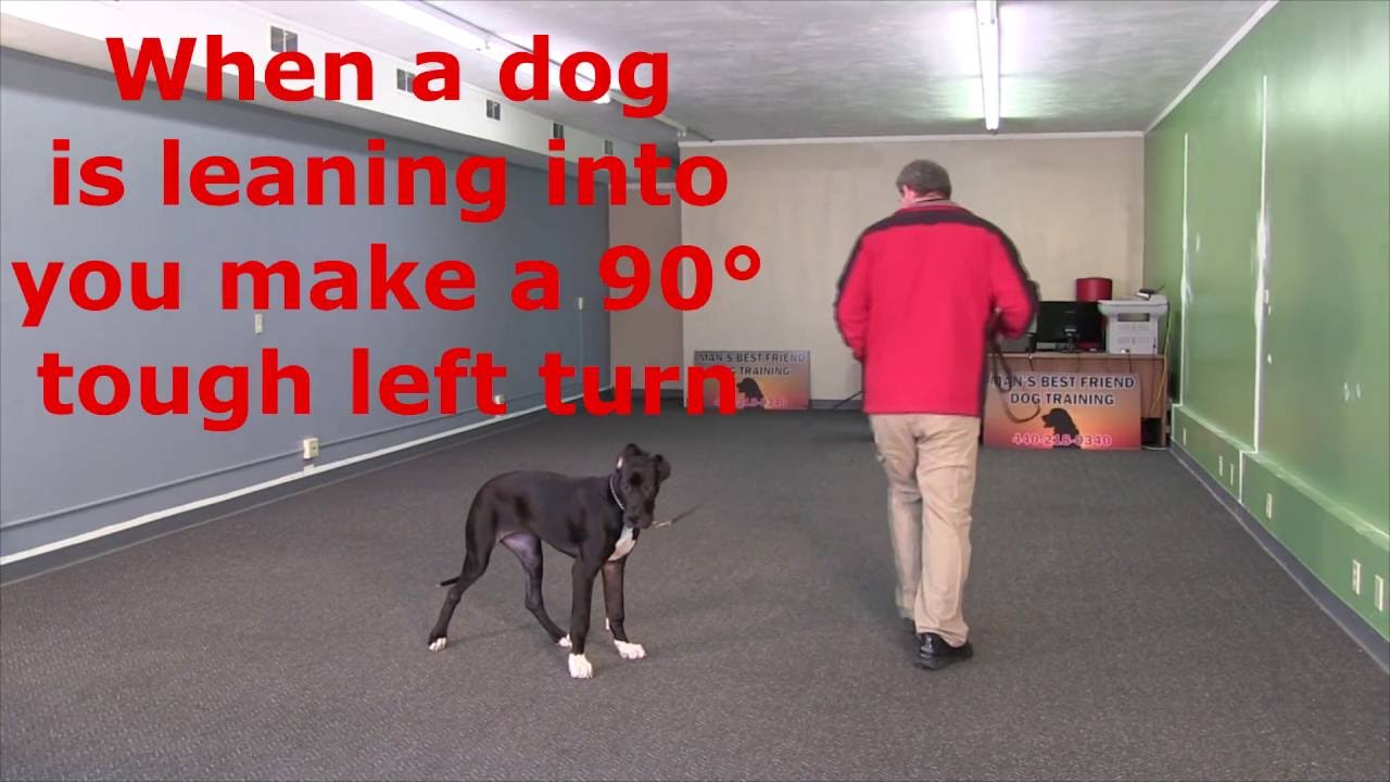 How to get a 5 month old Great Dane to stop pulling on the leash: Lexi's first lesson