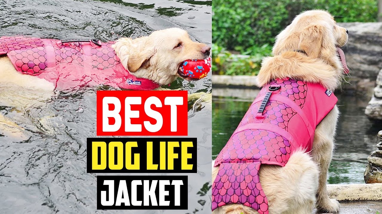 Top 5 Best Dog Life Jacket in 2025