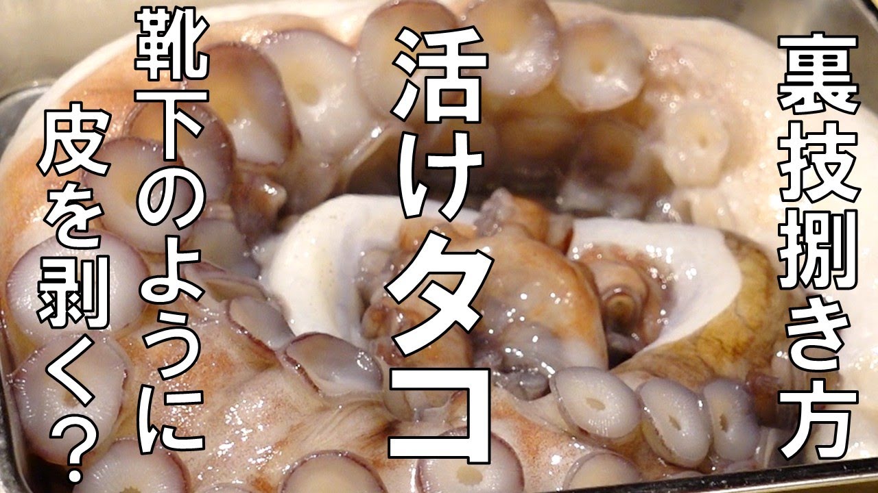 【活けタコ捌き方】噴火湾の活けタコの簡単な捌き方と五つの食べ方！