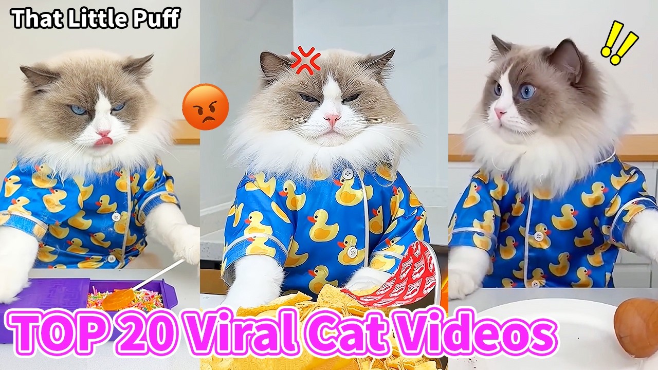Топ-20 самых популярных видео в 1 квартале 2026 года | That Little Puff
