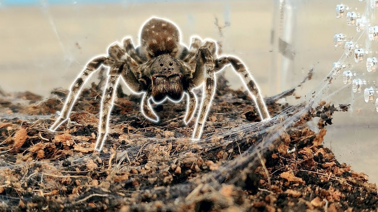 ¡ATRAPE una TARANTULA VENENOSA y la puse en MI TERRARIO! ¡Nueva mascota!