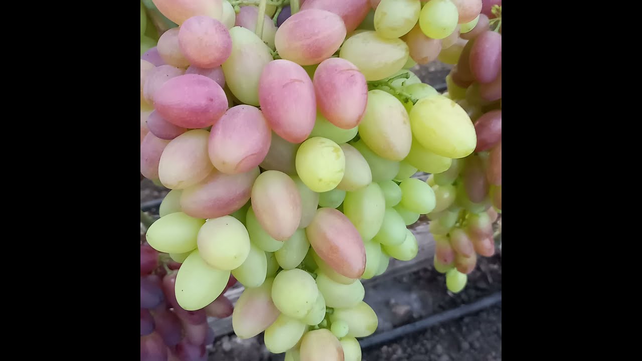 Виноград Сюзанна, Белая акация, Хелена.
