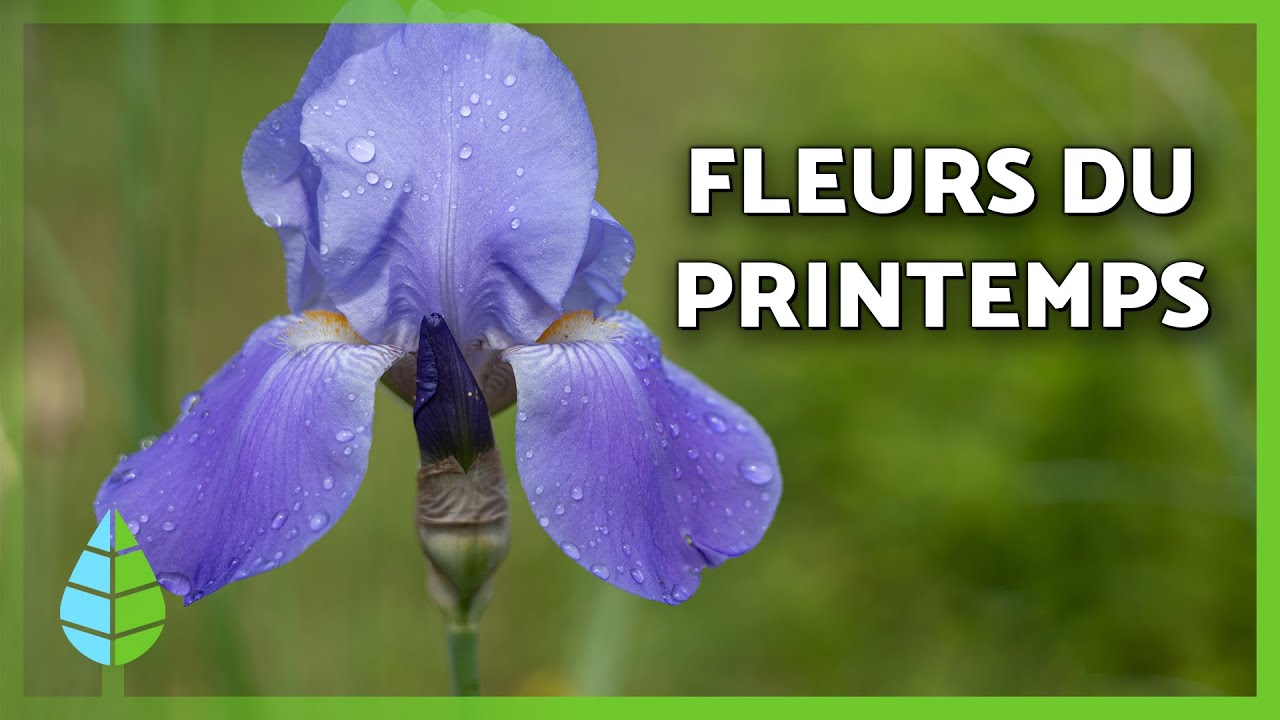 Les FLEURS de PRINTEMPS les plus spectaculaires 🌷🌼| D&eacute;couvrez ces plantes &agrave; fleurs