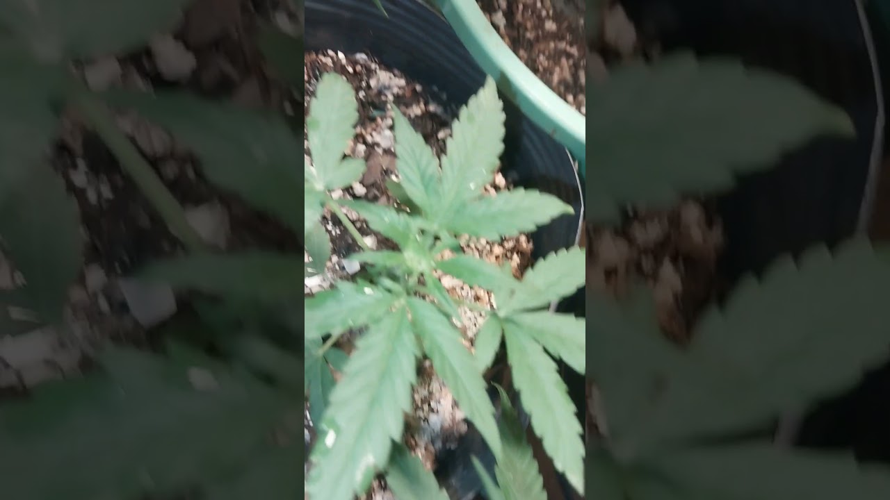 Super lemon raze autom&aacute;tica outdoor fazer a rega foliar de preven&ccedil;&atilde;o de pragas