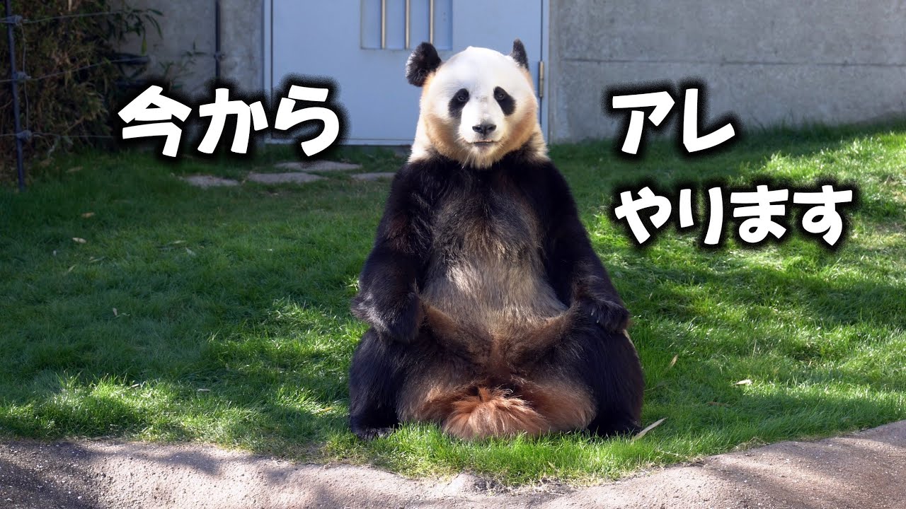 着ぐるみ挨拶結浜が炸裂、出た～、キレッキレ結浜、私いつも外なのよ、暴れ芸勃発