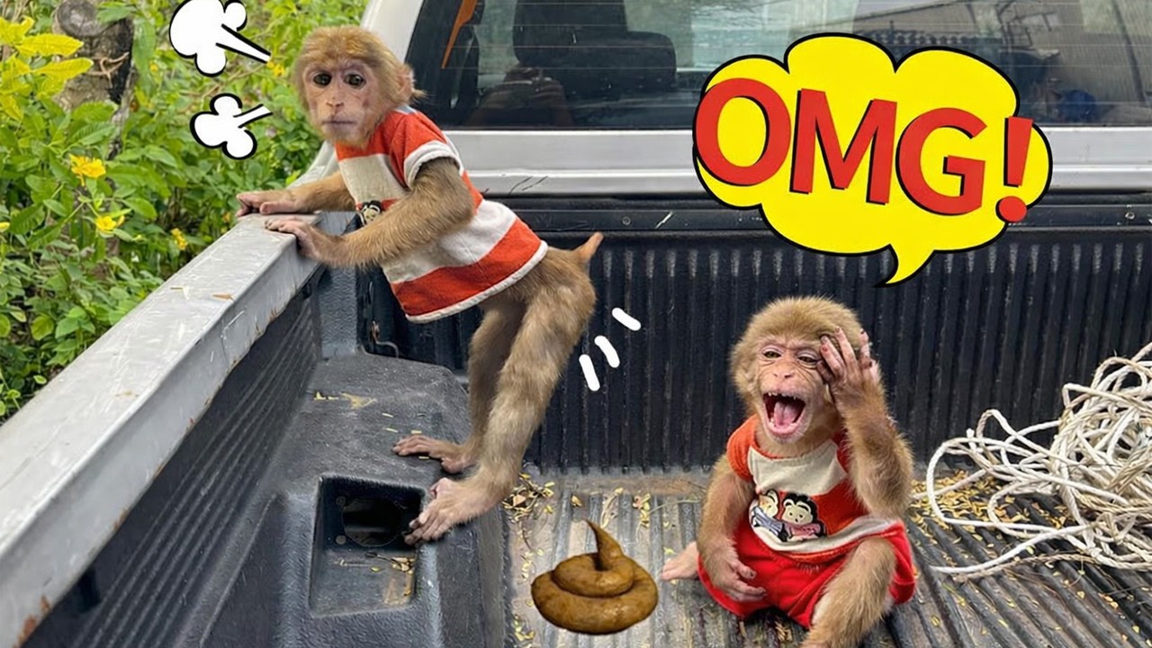 So funny: A biological accident involving Lucky 💩