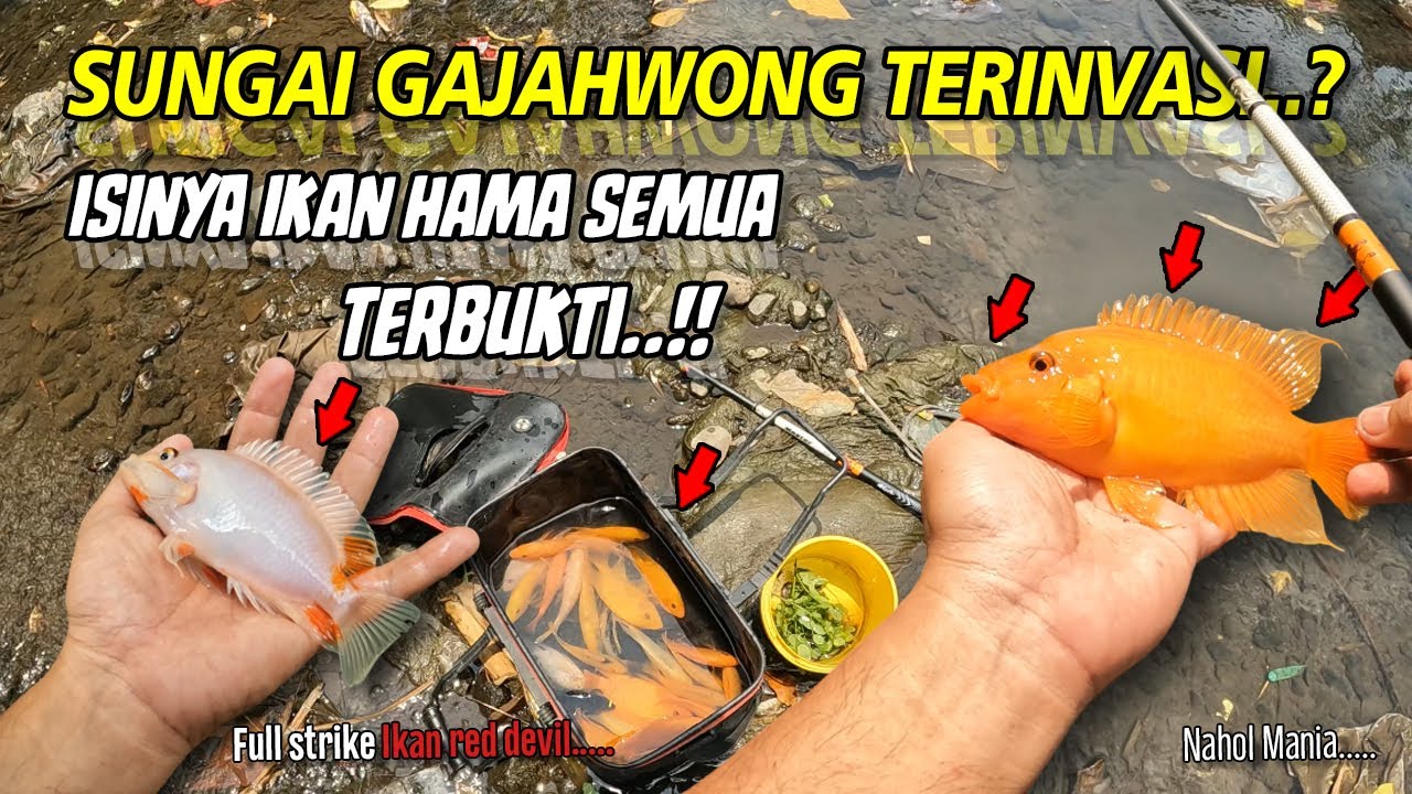 SPOT INI SUDAH TERINVASI ‼️ ISINYA IKAN HAMA SEMUA ‼️ | Mancing Red Devil Sungai Jogja
