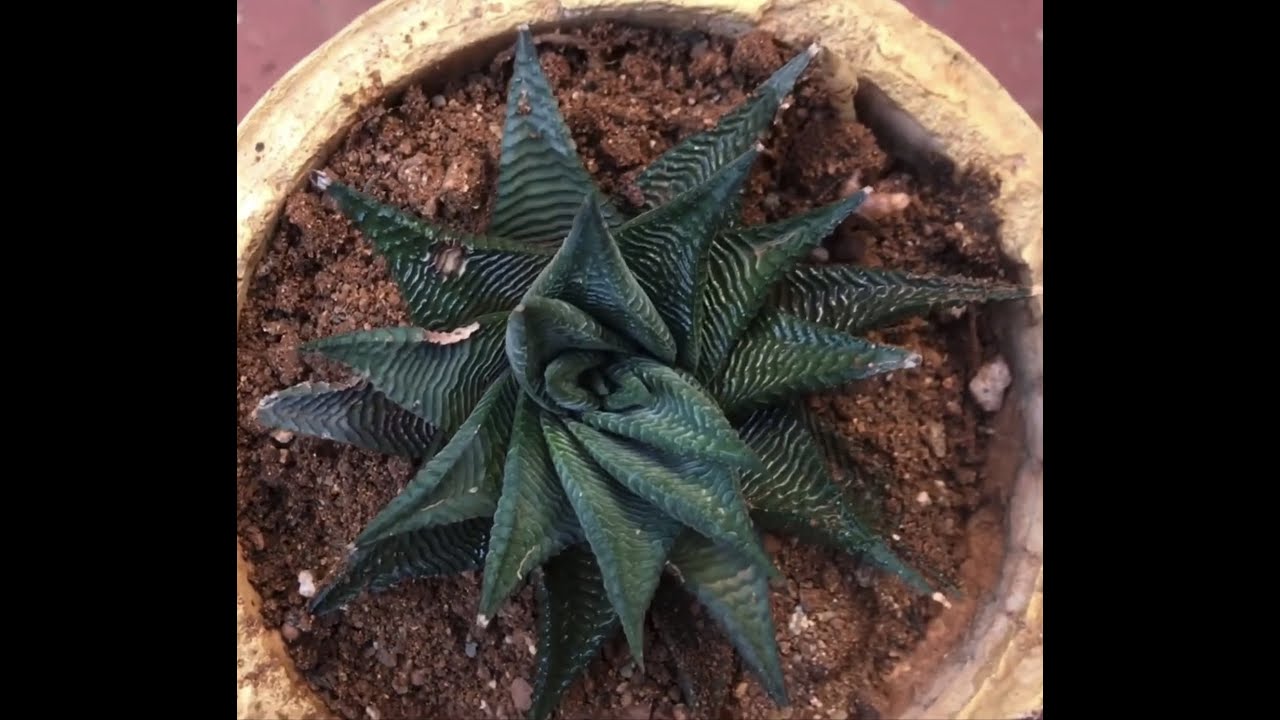 || HAWORTHIOPSIS LIMIFOLIA || 1 YEAR-UPDATE ||