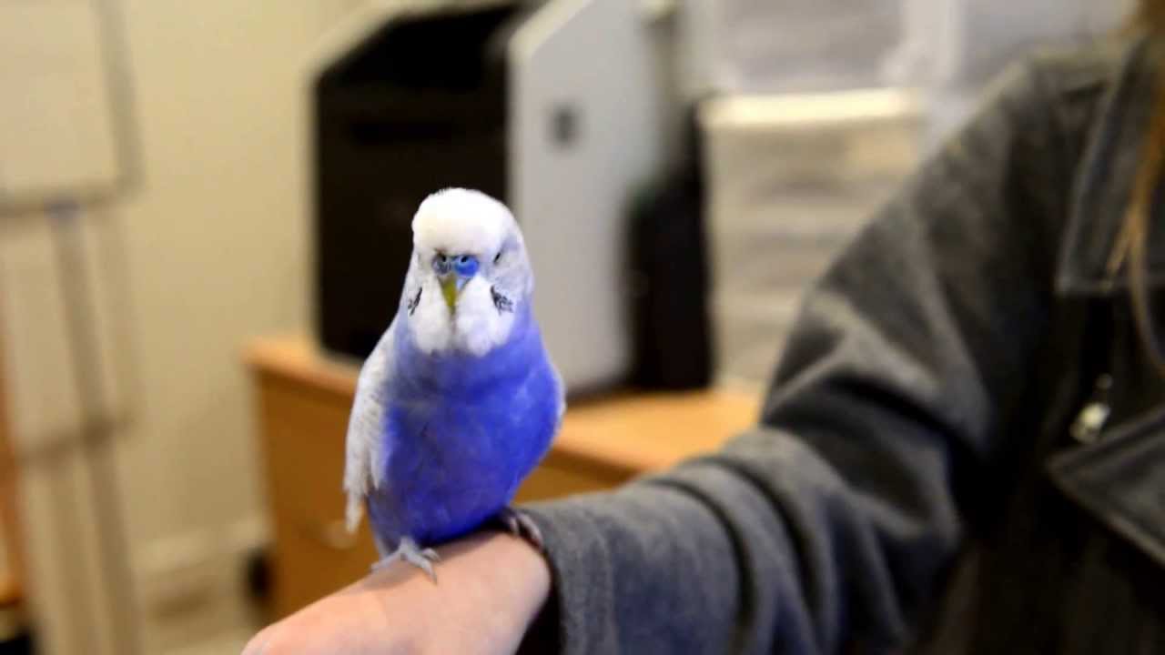 R2D2 Budgie