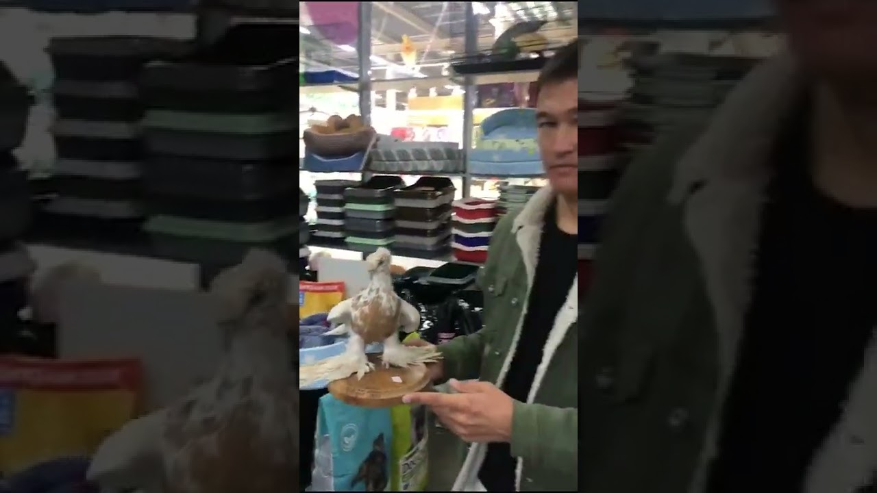 Капкан старопородный. Двухчубые голуби. Tauben. Pigeons. Palomas. Pombos. 비둘기. کبوترها. الحمائم.