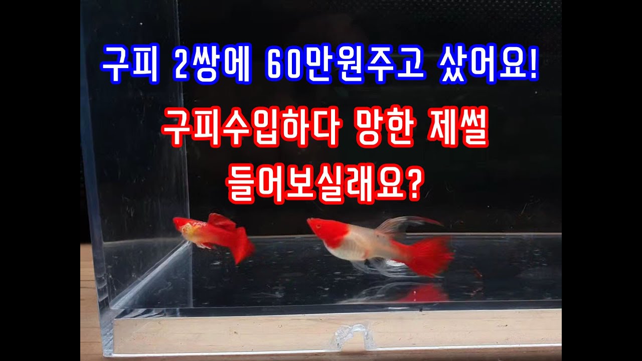구피를  2쌍에 60만원주고 샀습니다! 구피수입하다가 망한 제 수족관썰 풀어드릴게요.