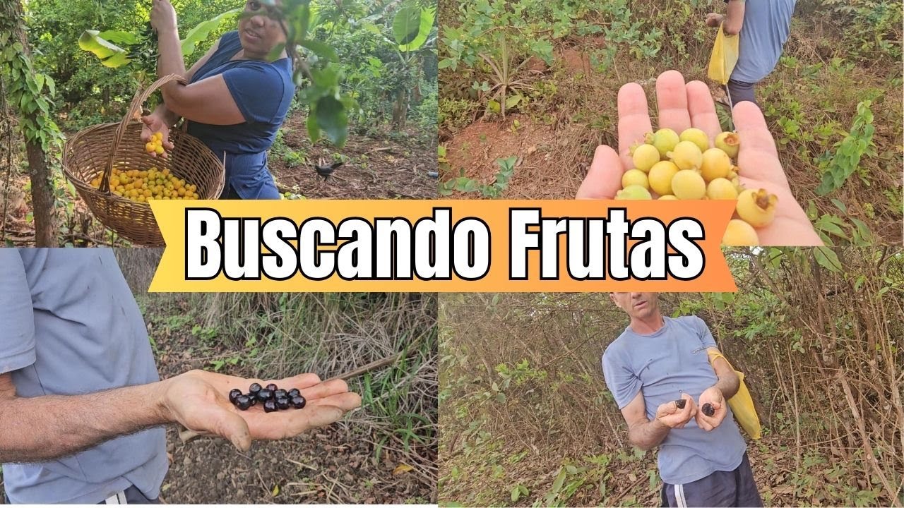 Colhendo Frutas Pelo Caminho Até o Sítio