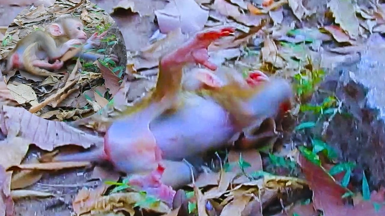 So lovely activity, baby monkey Lucan is learning to walk.
