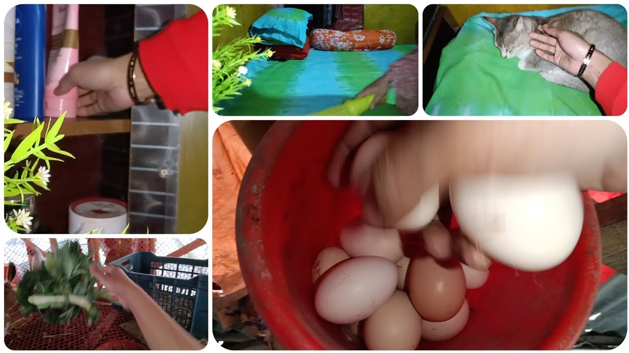 ⚜️ভোর ছয়টা থেকে সংসারের কাজের শুরু। নিজ হাতে পালা মুরগি থেকে ডিম উঠানোর মজাই আলাদা। village life⚜️