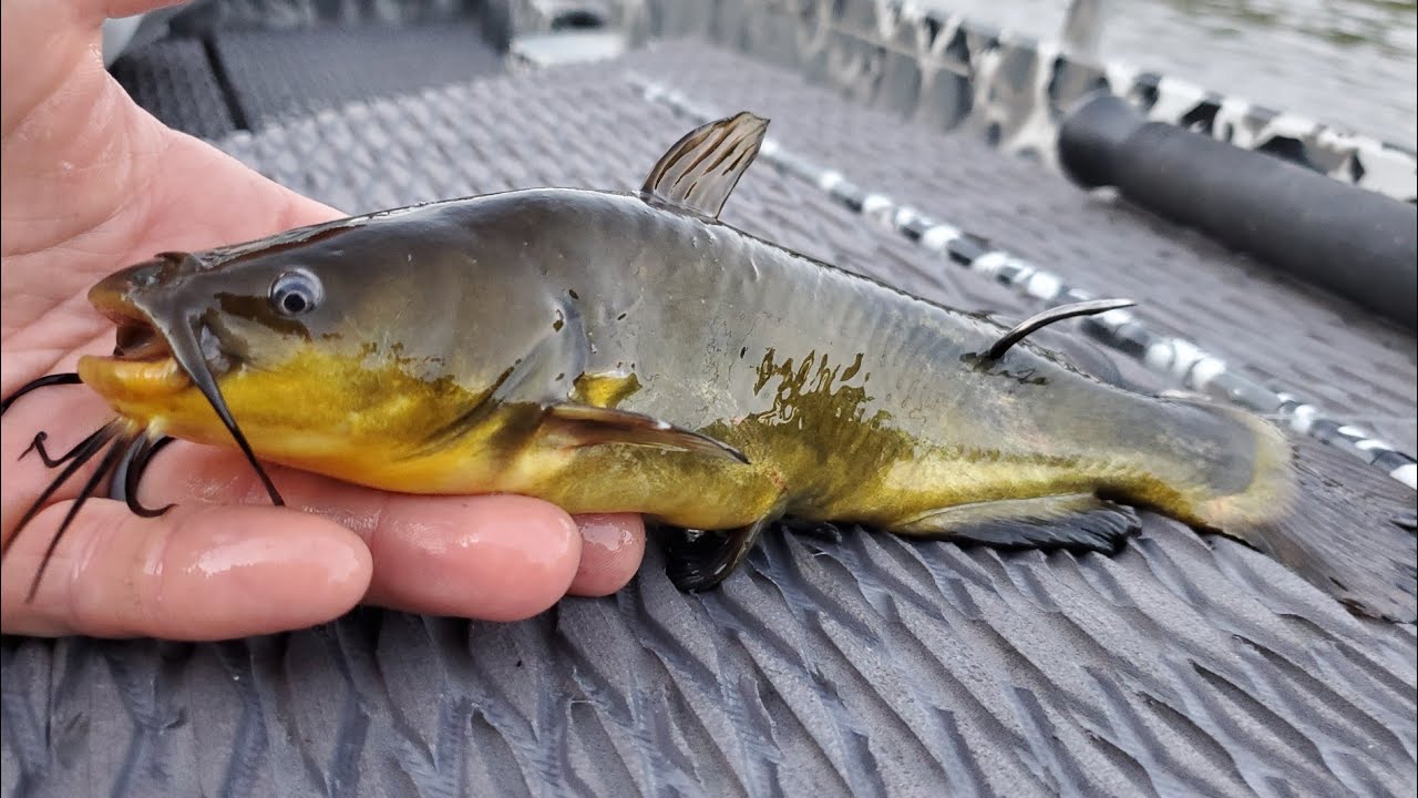 How I Find the BEST FLATHEAD Bait Spots!
