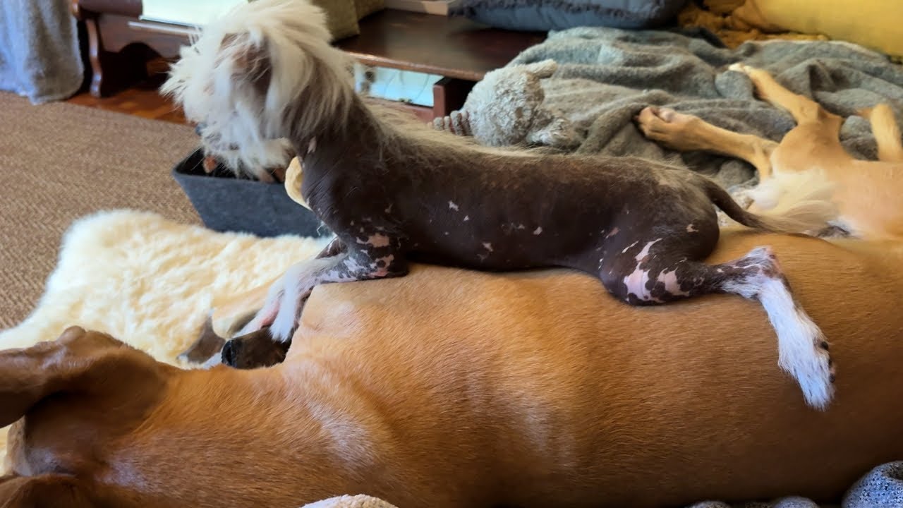 Big Brothers Were Made For Lying On Top Of 😝 🐶