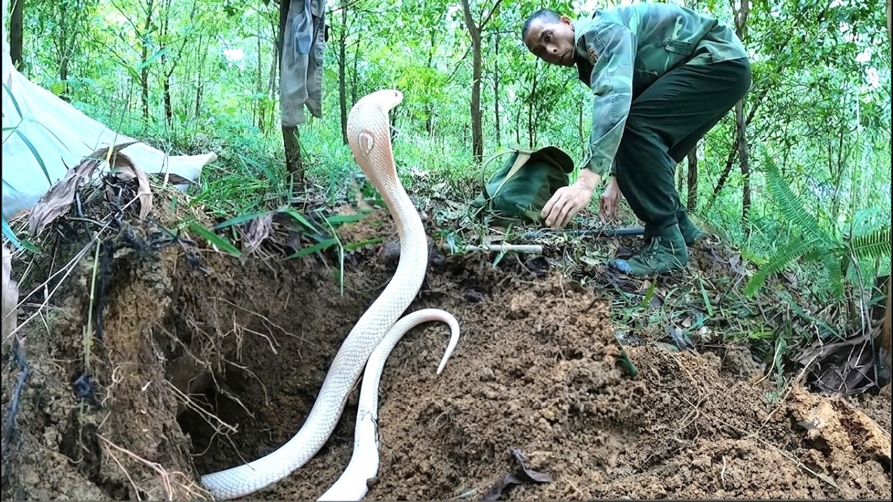 A terrifying moment: a pack of aggressive king cobras launched a frenzied attack on two hunters.