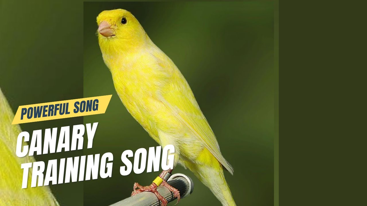 CANARY Training Song | Canary's Most Powerful Song For Training