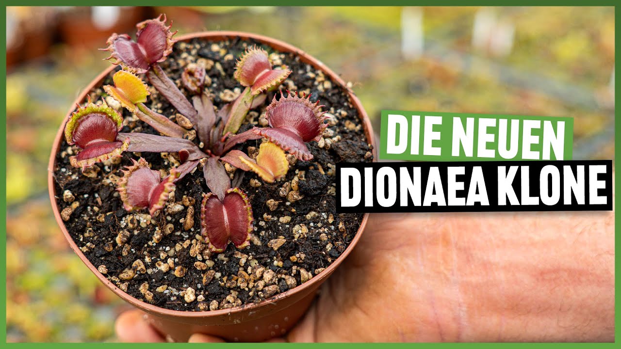 #272 Rundgang durchs Gewächshaus im Oktober 2024